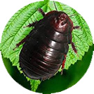 土元簡(jiǎn)介